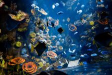 Photo of Samantha’s Musaquarium Photo of Samantha’s Musaquarium