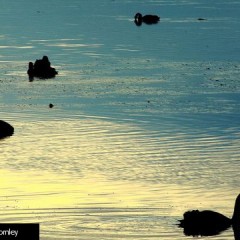 05 Swans on the River Derwent – Steve Bromley