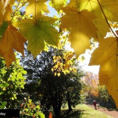 07 New Norfolk Autumn Leaves – Steve Bromley