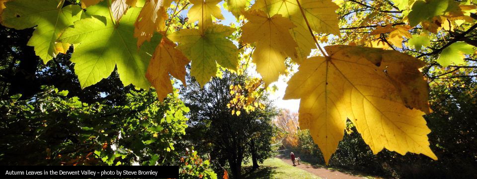 07 New Norfolk Autumn Leaves – Steve Bromley